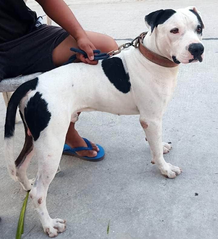 Paxtons' Carlos | American Pit Bull Terrier 