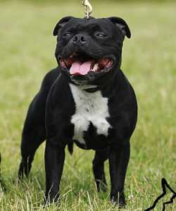 Angranian Saiorse Warrior | Staffordshire Bull Terrier 