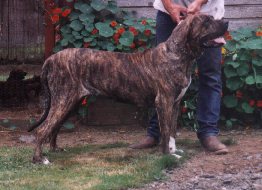 Cee Cee do Cerberus | Fila Brasileiro 