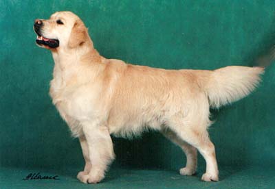 Timantti Solid Alex Malysh | Golden Retriever 