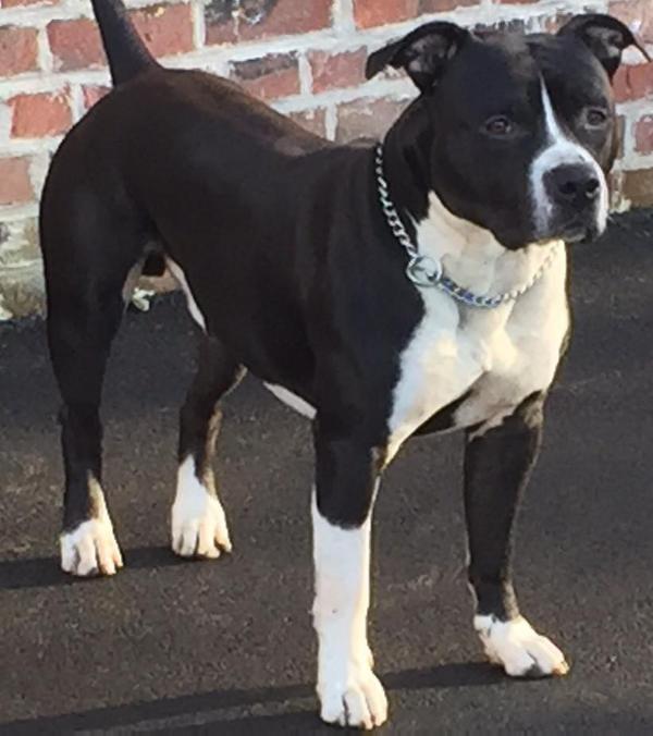 hürkan | American Staffordshire Terrier 
