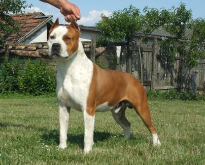 Wayside Wroth Ignashov | American Staffordshire Terrier 