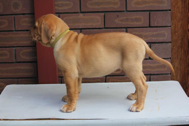 Taureauxroug Surprise Surprise | Dogue de Bordeaux 