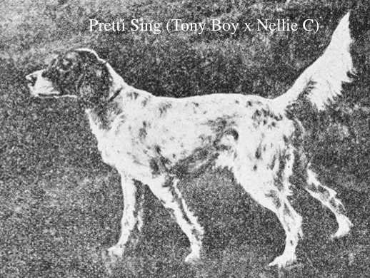 Pretti Sing (Tony Boy x Nellie C) | English Setter 