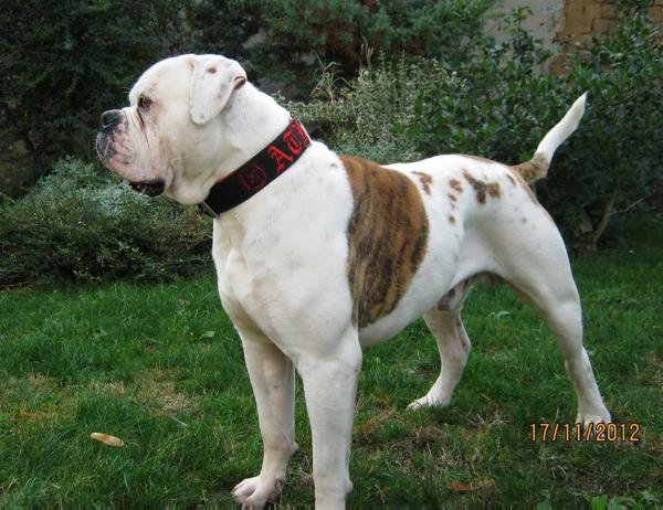 Blade Bull's ATHOS | American Bulldog 