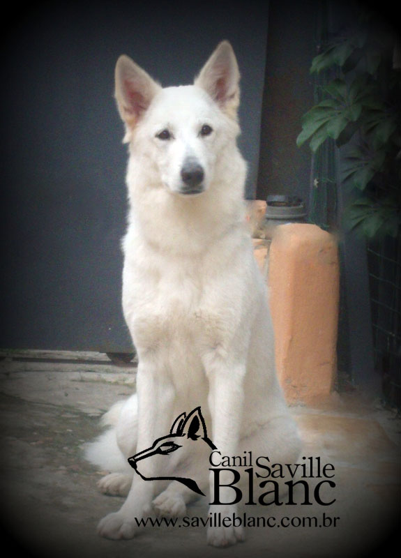 Alice Saville Blanc | White Swiss Shepherd Dog 