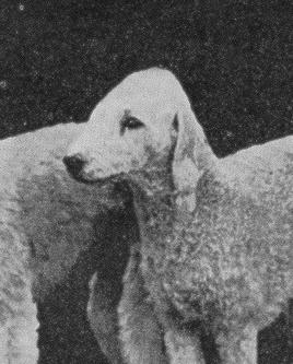 Sudston Pedlar | Bedlington Terrier 