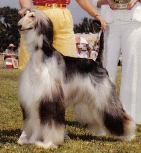 Stormhill Voodoo Magic | Afghan Hound 