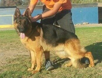 DINGO DE LOS MILAGROS | German Shepherd Dog 