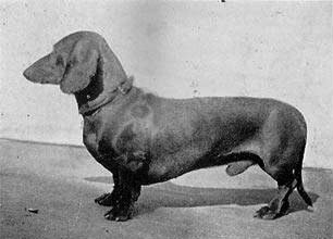 Schlupp Höchst | Dachshund 