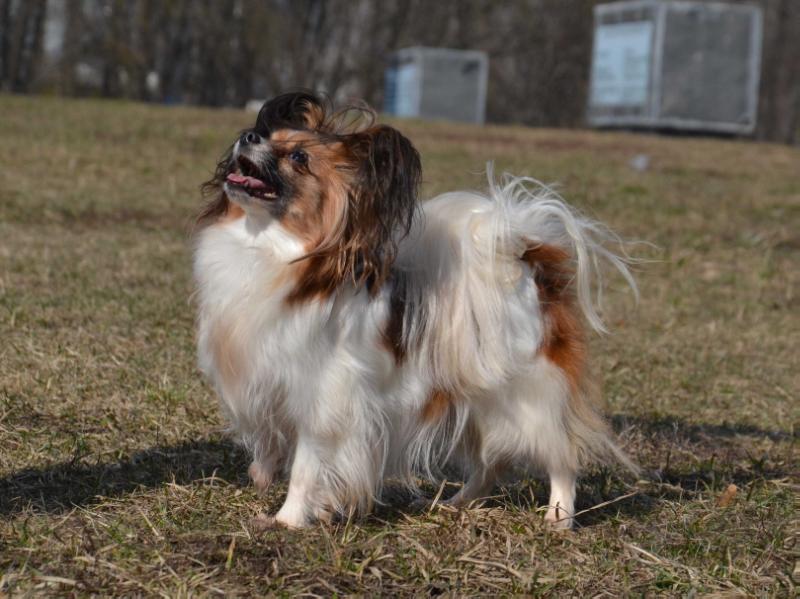 PATRICIYA IZ DOMA SMIRNOVIH | Papillon 