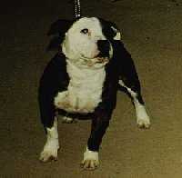 Landaulad Algernon | Staffordshire Bull Terrier 