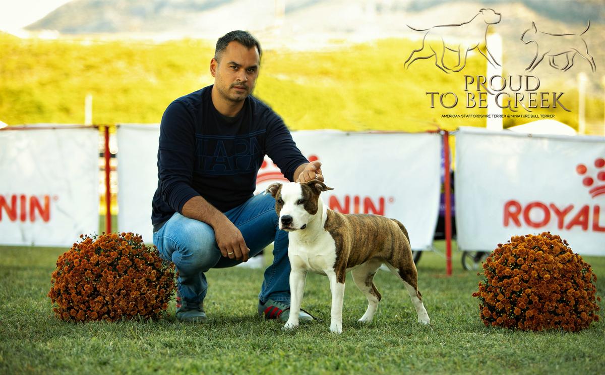 Proud to be Greek Enough Said | American Staffordshire Terrier 