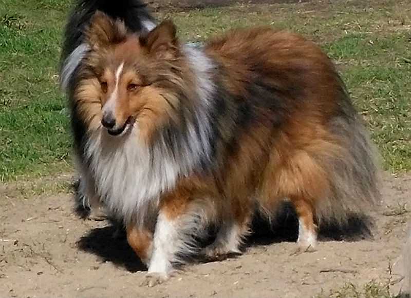 Elaraia Jango Fett The Twilight Heartstealer | Shetland Sheepdog 