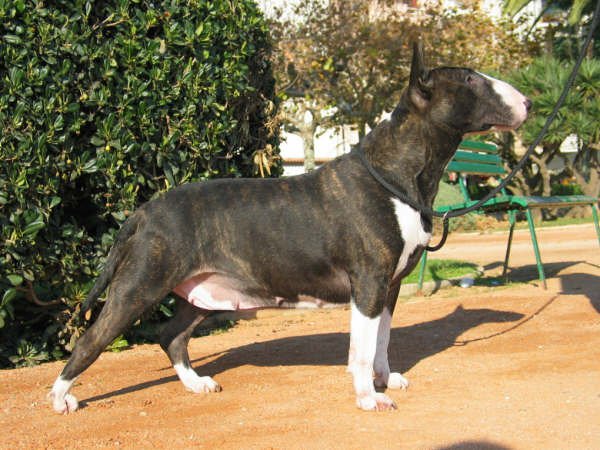 Black Volcano de Lady Ice | Bull Terrier 