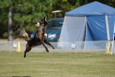 Topaze de Lescaut | Belgian Tervuren 