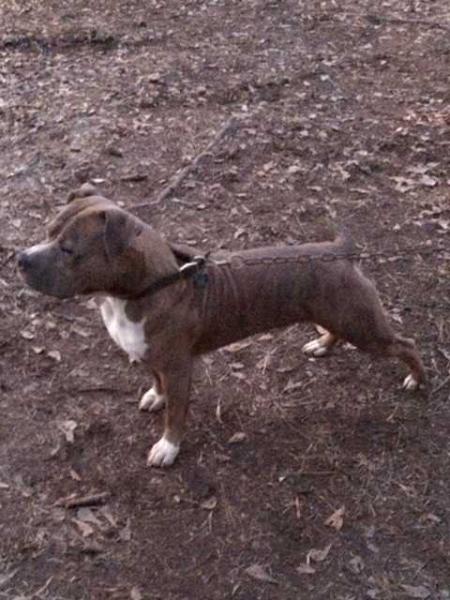 King's Professor HALO | American Pit Bull Terrier 