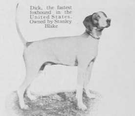 Dick (Stanley Blake's) (~1920) | American Foxhound 