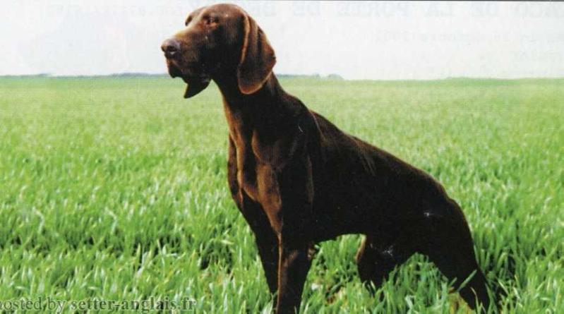 L'Covo du Chemin de l'Espoir | German Shorthaired Pointer 