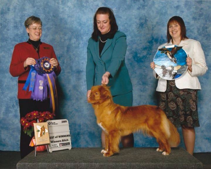 Jocar's Lil Miss Addi Tude | Nova Scotia Duck Tolling Retriever 