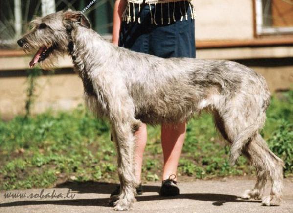 Vejgari Caress | Irish Wolfhound 