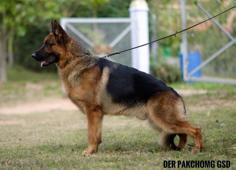 Tevez von Aducht | German Shepherd Dog 