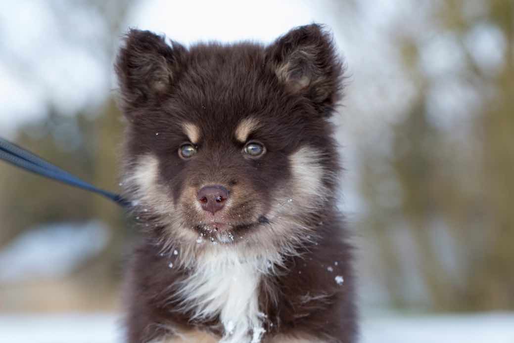Finnish Lapphund