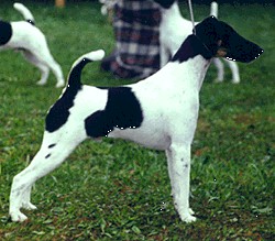 Laurelton Hurricane Huckleberry | Smooth Fox Terrier 