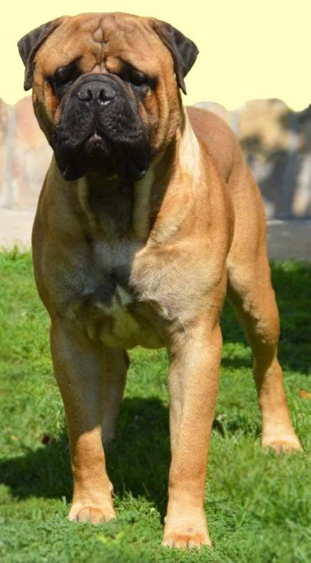 King Kong Emanuilbull | Bullmastiff 