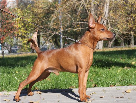 Nasha Marka Kubok Kremlya | Miniature Pinscher 