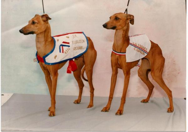 Benjy de Shirkan | Italian Greyhound 