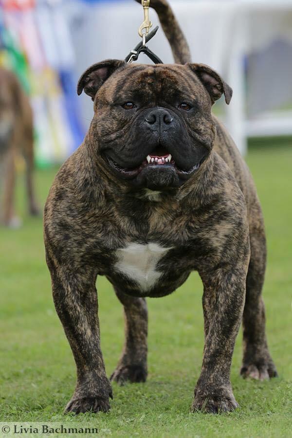 Asylets Conan | Olde English Bulldogge 