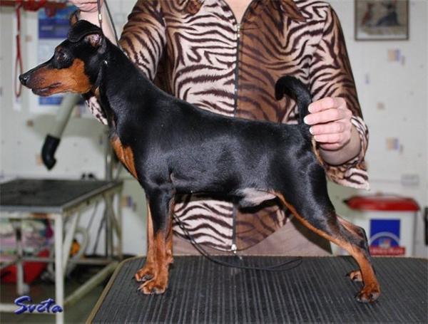 HELEN HOFF TIP TOP | Miniature Pinscher 