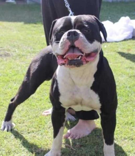Nevabeta Darth Vader of Tmbk | American Bulldog 