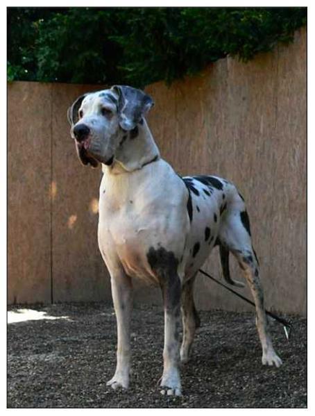Braveheart vom Polarstern | Great Dane 