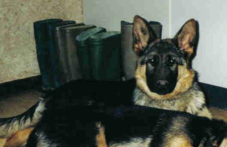 Mitchel von der Old Lady | German Shepherd Dog 