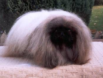 Livanda micklee ginola | Pekingese 