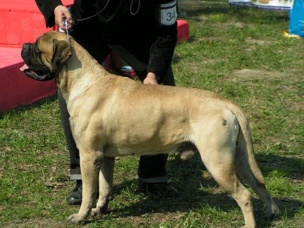 Mako of Bullcania | Bullmastiff 