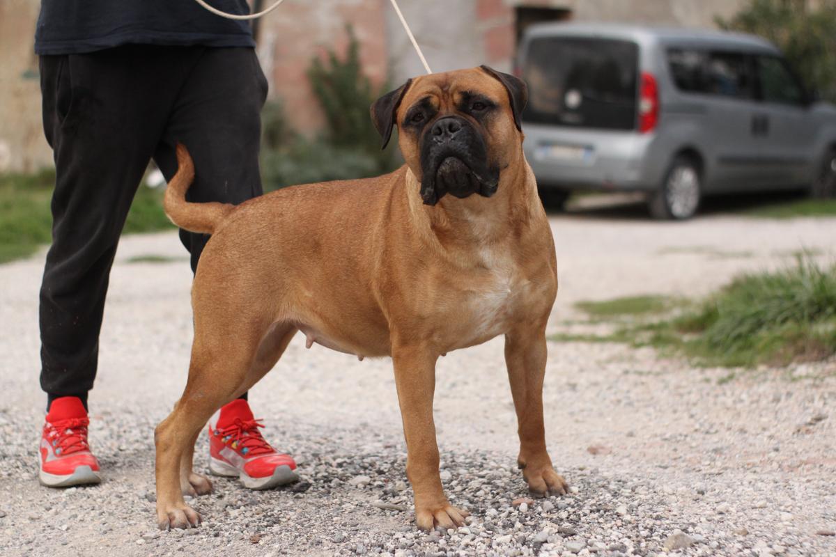 Nightfallking Gina | Bullmastiff 