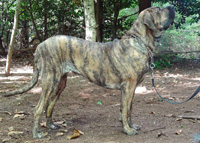 Secontje | Fila Brasileiro 