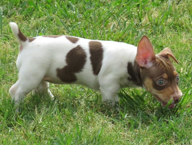 Moonbeam's Hoop Dee Doo | Teddy Roosevelt Terrier 