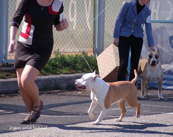 Irgen Gold La Mansh | American Staffordshire Terrier 