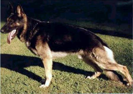 Brix vom Stoffelblick | German Shepherd Dog 