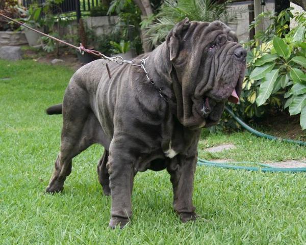 Bizonte del Nolano | Neapolitan Mastiff 