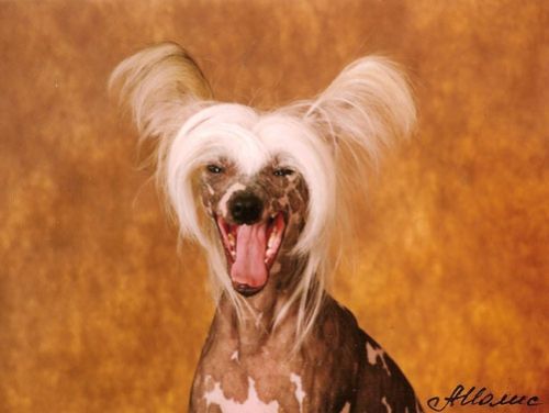 Sasquehanna Eskapada | Chinese Crested 