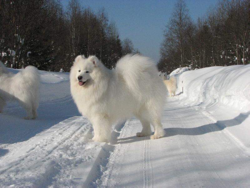 Belyi Volk Theodoros | Samoyed 