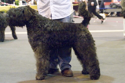 Lennox Daisy v. Dafzicht | Bouvier des Flandres 