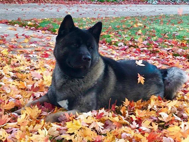 Tokuguay's Rocky | Akita 