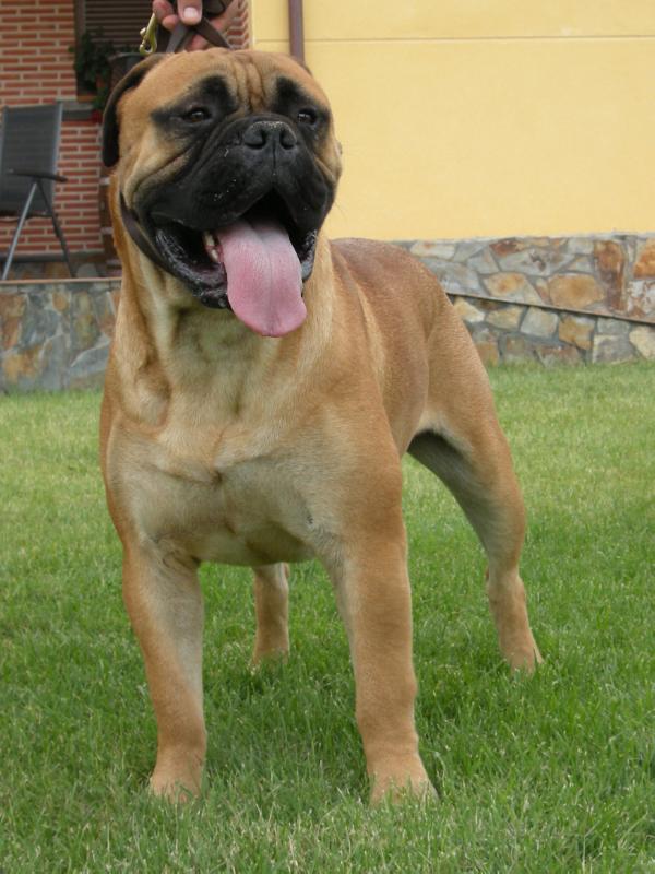 Humberto I de Tras La Luna | Bullmastiff 