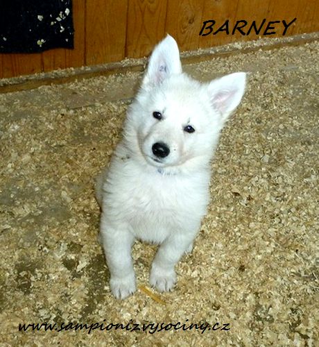 Barney Stins Forrento | White Swiss Shepherd Dog 